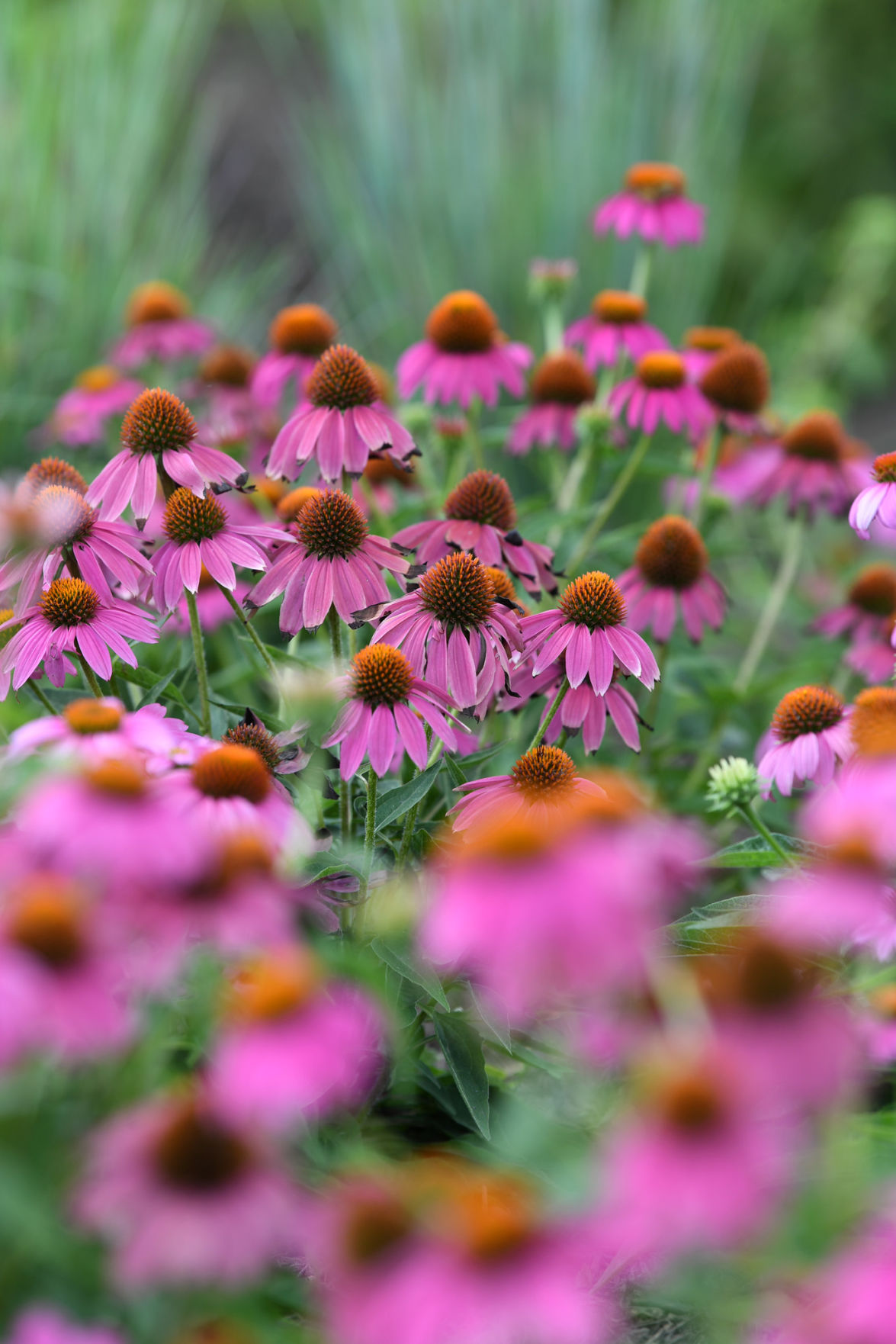 Leach Teaching Gardens